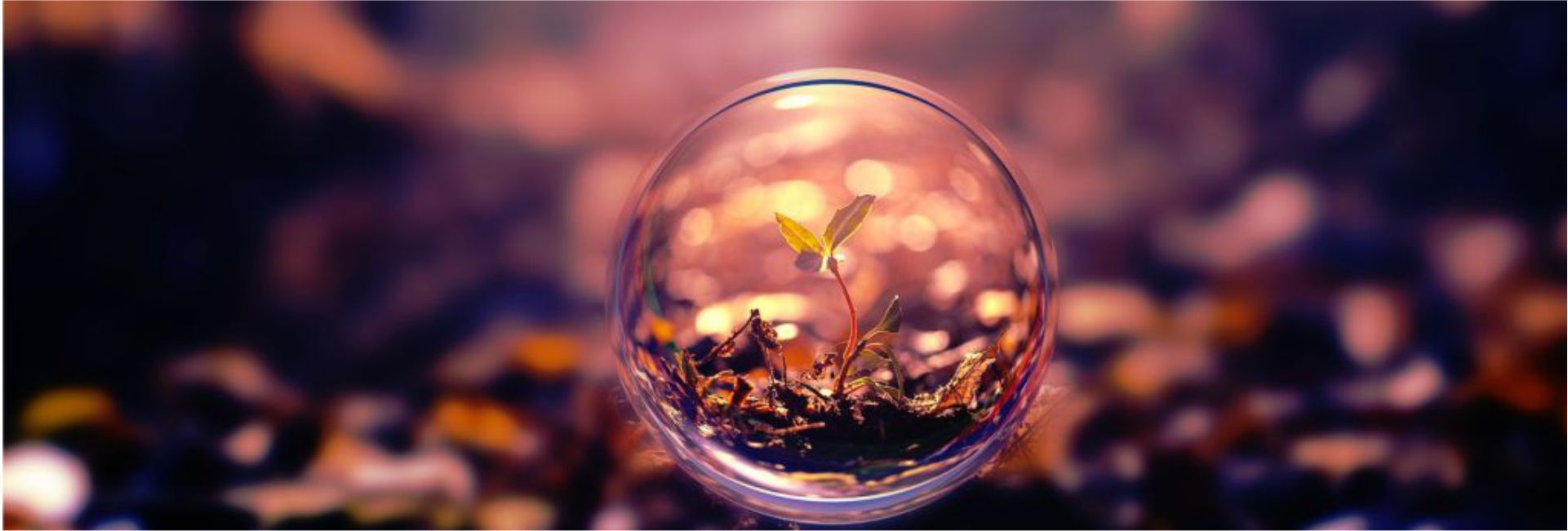 plant in a water drop